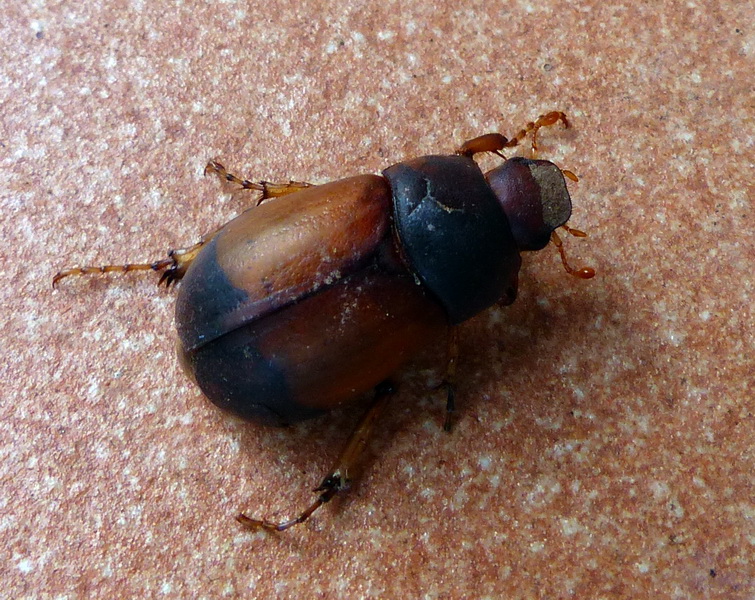 Melolonthidae: Geotrogus euphytus lamantiai